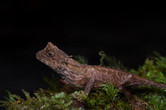 Karu's Horned Lizard photo 2