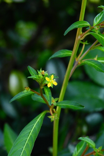 Ludwigia prostrata