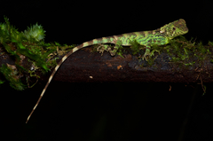 Ceratophora erdeleni