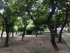 Callosciurus erythraeus