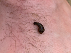 Haemadipsa zeylanica