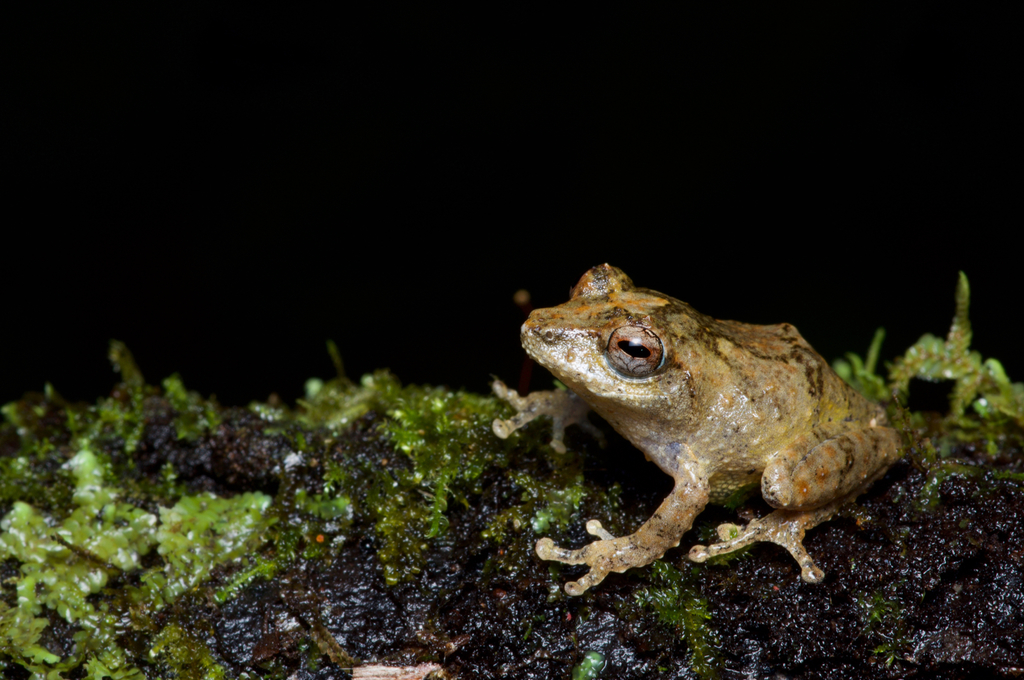 Elegant Shrub Frog