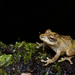 Elegant Shrub Frog - Photo (c) John Sullivan, some rights reserved (CC BY-NC), uploaded by John Sullivan