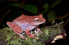 Reticulate Bubble-Nest Frog photo 3