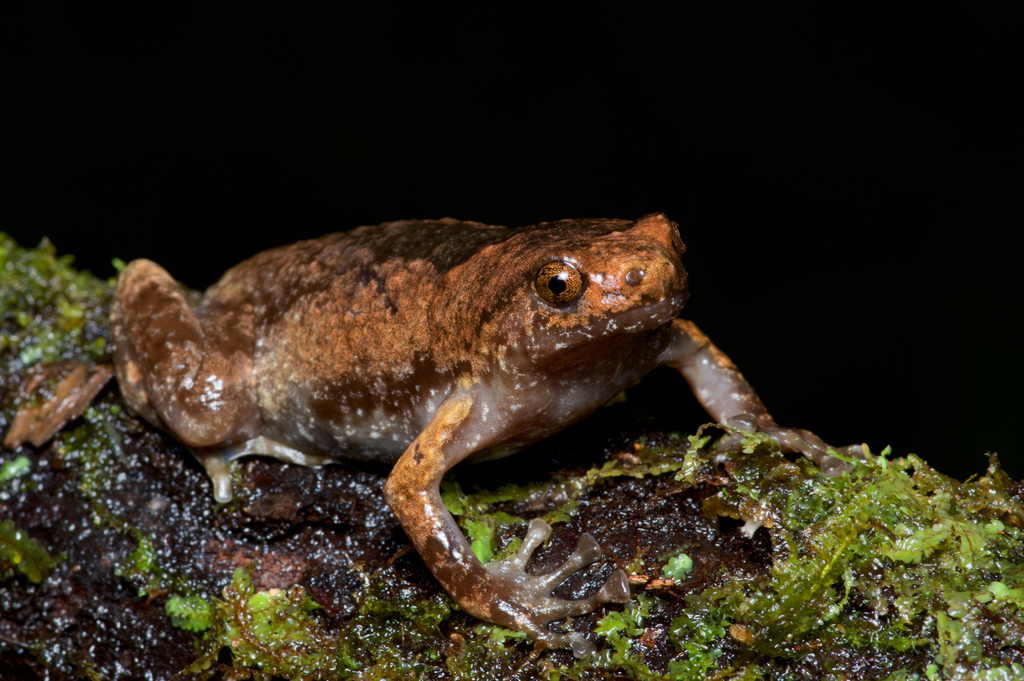 Brown Pug-Snout Frog