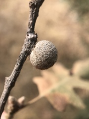 Burnettweldia washingtonensis