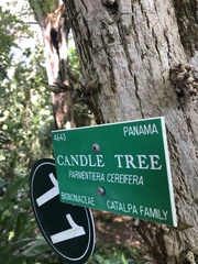 Parmentiera cereifera