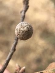 Burnettweldia washingtonensis