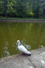 Columba livia domestica