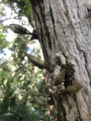 Parmentiera cereifera