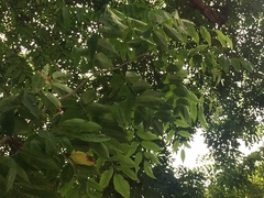 Magnoliopsida