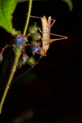 Scytoceroides ceylonensis