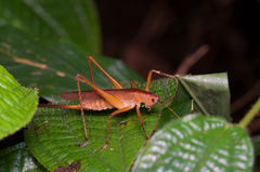 Scytoceroides ceylonensis