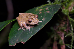 Pseudophilautus decoris