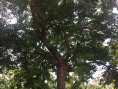 Magnoliopsida