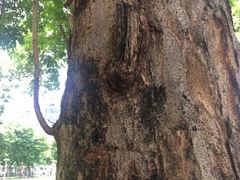 Magnoliopsida