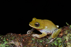 Pseudophilautus poppiae
