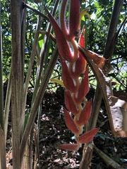 Heliconia vellerigera