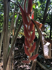 Heliconia vellerigera