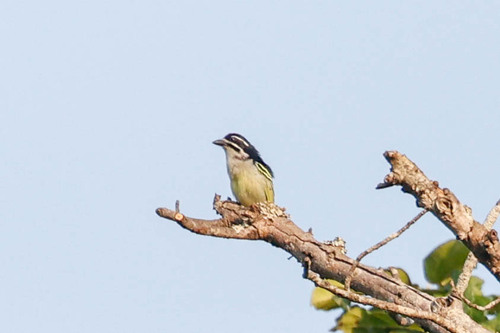 Yellow-rumped Tinkerbird (Pogoniulus bilineatus), photo 7