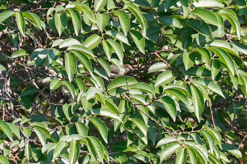 Brown-headed Apalis (Apalis alticola), photo 7