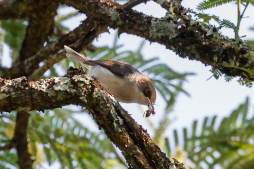 Brown-headed Apalis (Apalis alticola), photo 6