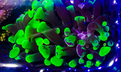 Fimbriaphyllia paraancora