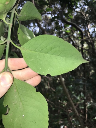 Euonymus chibae iNat (3)