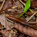 Eutropis greeri - Photo (c) John Sullivan, μερικά δικαιώματα διατηρούνται (CC BY-NC), uploaded by John Sullivan