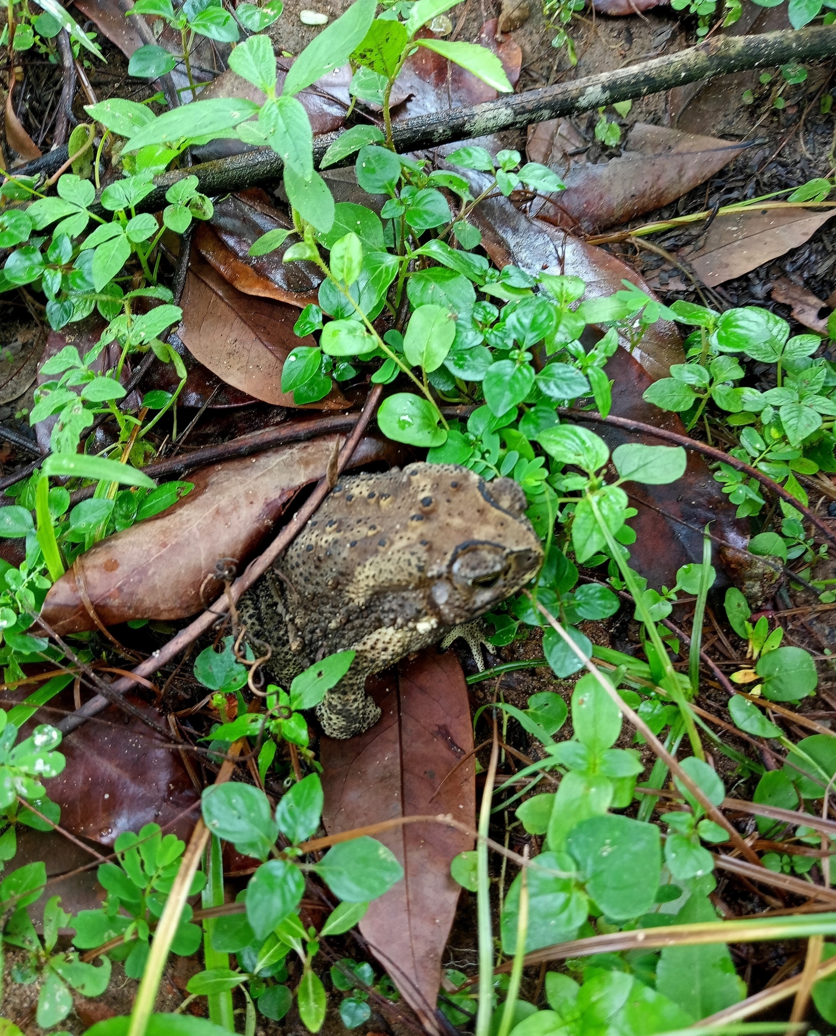 Indian Common True Toad