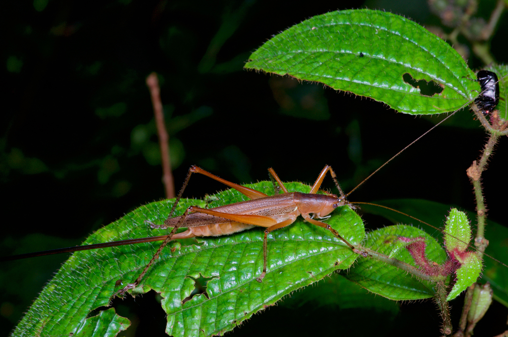 Scytoceroides