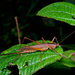 Scytoceroides ceylonensis - Photo 由 John Sullivan 所上傳的 (c) John Sullivan，保留部份權利CC BY-NC