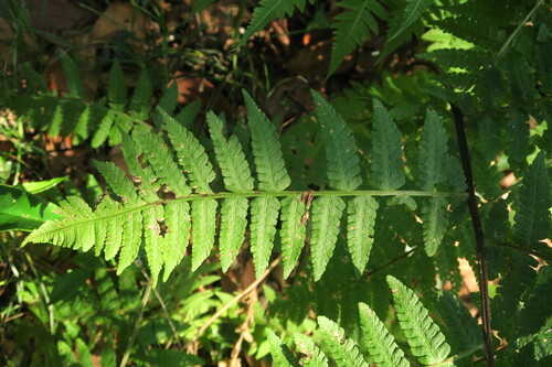 Deparia okuboana iNat (2)