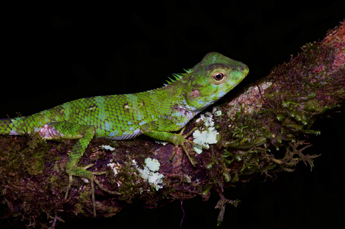 Calotes desilvai