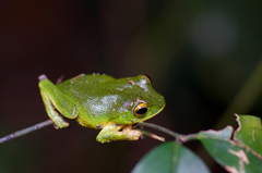 Pseudophilautus ocularis