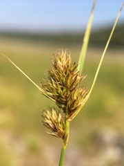 Carex athrostachya