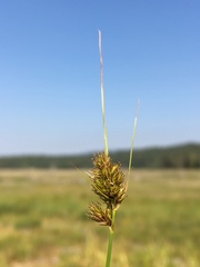 Carex athrostachya