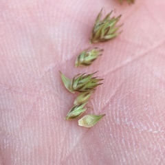Carex athrostachya
