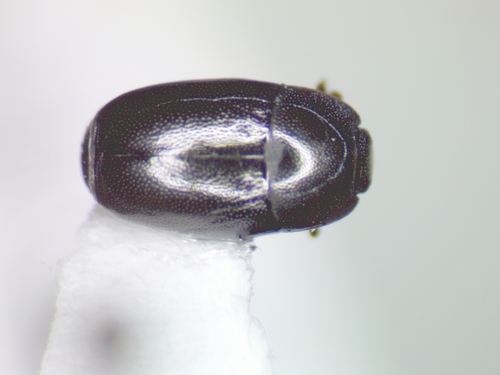 Paromalus mancus