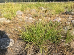 Carex athrostachya