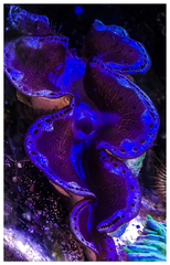 Tridacninae