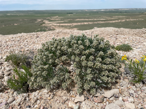 Mountain Cryptantha (Oreocarya cana)