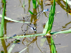 Lestes sigma