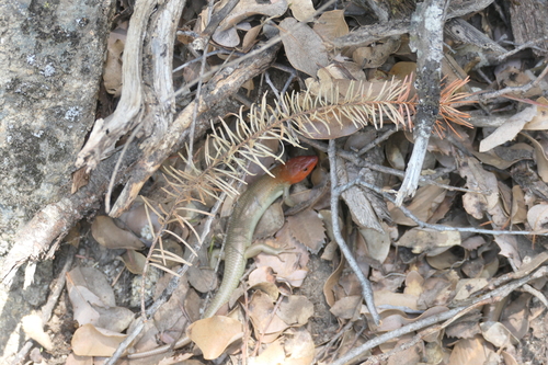 iNaturalist observation photo of Gilbert's Skink