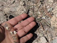 Ivesia santolinoides