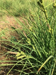 Carex lenticularis
