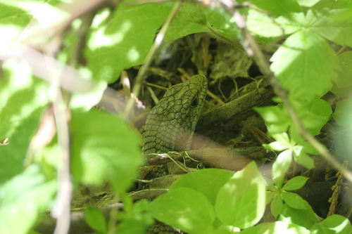 iNaturalist observation photo of Northern Alligator Lizard