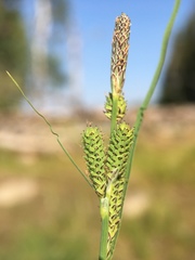 Carex lenticularis