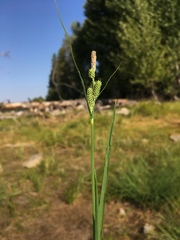 Carex lenticularis