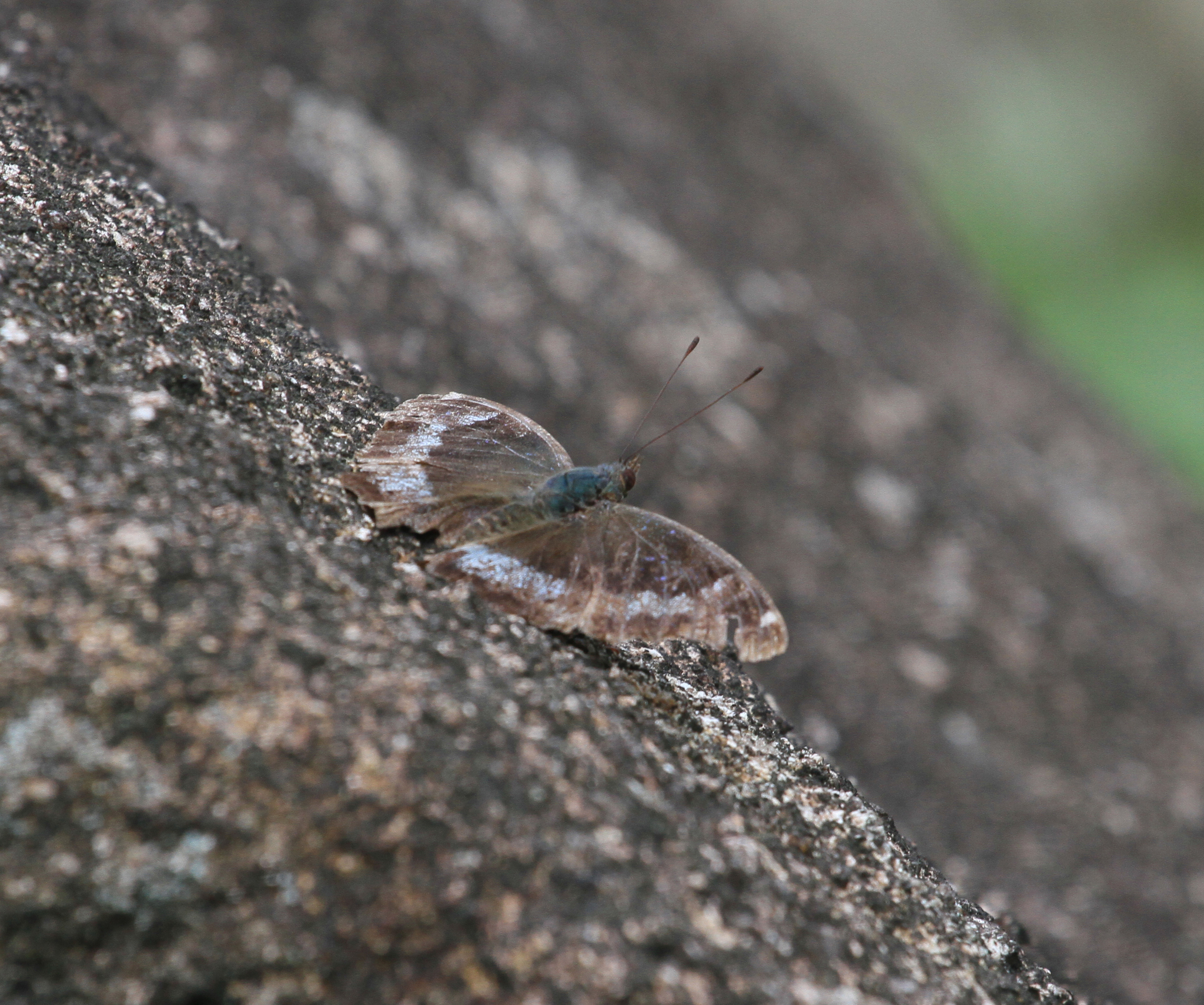Blue Admiral